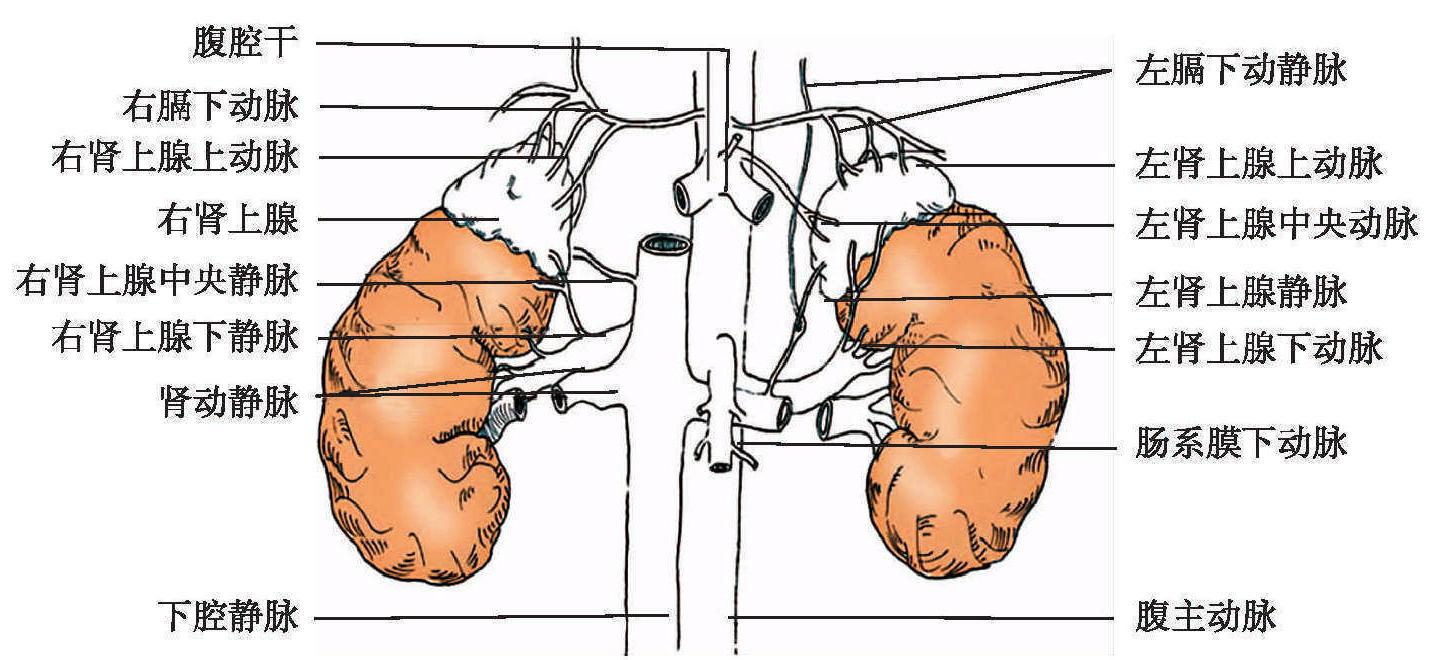 第一节 肾上腺应用解剖